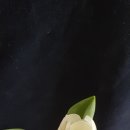 꽃;핌 이미지