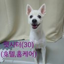 스피츠 | 스피츠 호두의 호텔링 시터 후기