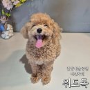 세븐일레븐안양점 | 안양애견카페 예술공원 애견동반 위드독 애견카페