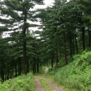 잣나무향기 이미지