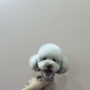 모노퍼피 이미지