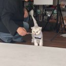 [고양이 프로필, 가족사진] 인천 고양이사진관 &#34; 글림스스튜디오&#34; 촬영 후기