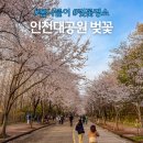 인천대공원 내 정문 호수정원 맞은편 | 인천대공원 벚꽃 실시간 개화상황 주차