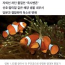 美해안에만 6000t 흘러든다… 선크림이 산호 해치는 원리 첫 규명 이미지