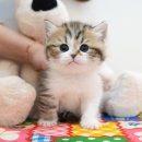 미유펫 강아지분양 고양이분양 부천점 | 부천고양이분양 안전분양 미유펫