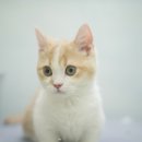 도로시캐터리 이미지