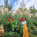 버들농원 | 왜성 팜파스그라스 푸밀라 키우기 | 월동 가을 정원 꾸미기