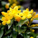 꽃들의이야기 이미지