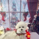 강아지미용실502 | 천안애견미용 감정까지 케어해주는 따뜻한 공간, 코코그루밍 후기