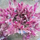 다리목농장 이미지