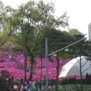 2017 군포 철쭉 축제 4월 28일 개막 이미지