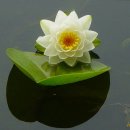 Water Lily(수련, 睡蓮) 이미지