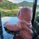 진전면897 이미지