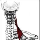 02. Levator Scapula 견갑거근(어깨 올림근) 이미지