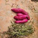 고구마 줄기 이미지