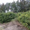 남원읍-79 이미지