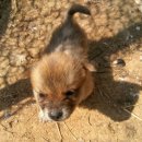 마리들농장 이미지