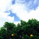 유자의 정원 - 강북구 | 유자의 정원