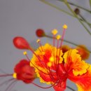 일랑일랑 이미지