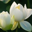 경주연꽃단지 이미지