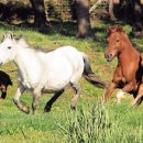 동서목장 이미지