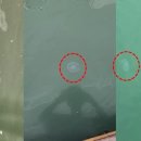 해파리