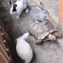 우견농장 네이버블로그
