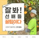 주지미농장 | [호주 워킹홀리데이] 퀸즐랜드 겐다 농장 2년차가 알려주는 Gayndah의 모든것 - EP.1 마을 소개