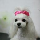 몽퍼피 이미지