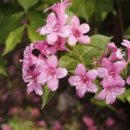 병꽃나무 꽃 꽃말 번식 재배 관리 키우기 이미지