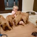 웃는강아지 이미지