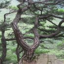 화복 이미지