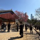 웃는봄 | 2026 봉은사 홍매화 실시간 개화 현황 및 촬영 후기: 도심 속 붉은 봄의 축제