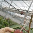 용이네 농장 이미지