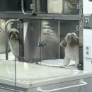 힐링동물병원 &  건강검진센터 이미지