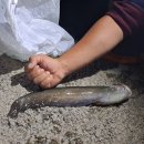 동막골민물장어 이미지