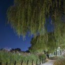 벌떼둥지 이미지