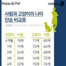 고양이미용연구소 이미지