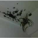 [혐오주의]우리나라에서 발견된 거미 이미지