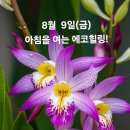 8월 9일(금)아침을 여는 건강한 에코힐링(글 전체보기는 글주소 혹은 박스 안 사진클릭!) 이미지