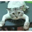 달봉이샵