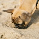 나아라 동물병원 이미지