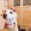 똘내미집 이미지