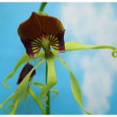 clamshell orchid,cockleshell orchid &프로스테키아 코클레아타 이미지