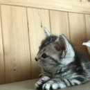 펫유동물병원 이미지