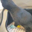 최광호동물병원 이미지