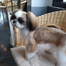 빼로(perro) 이미지