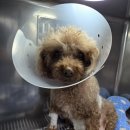 영덕사랑동물병원 | 강아지 담낭 파열 수술 후기 분당 리더스동물병원