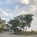 파인리조트 | 강릉숙소] 라카이샌드파인리조트 솔직후기 수영장 라니풀 듀오객실 오션뷰