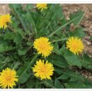 바다요정 이미지